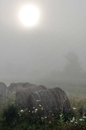 vertical photo of agricultural morning hazeの写真素材