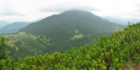 green forest hills panorama photoの写真素材