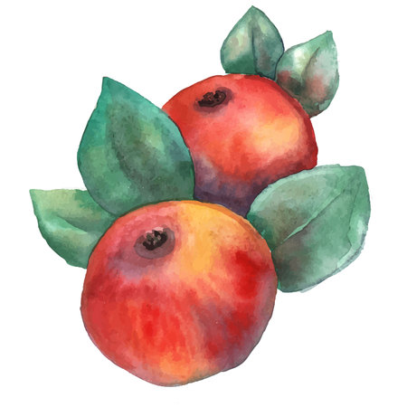 Two red apples with leavesの写真素材