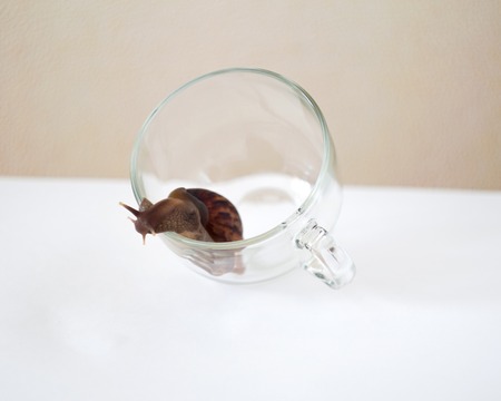 Akhatin snail on a vaseの写真素材