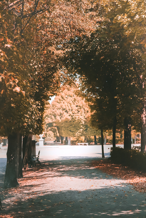 Autumn alley in a forest or park with yellow trees and plantsの写真素材