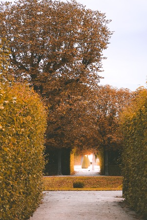 Autumn alley in a forest or park with yellow trees and plants