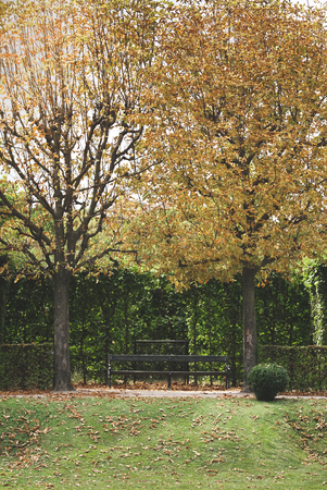Park with trees, sheared bushes and a bench. Yellow autumn landscape