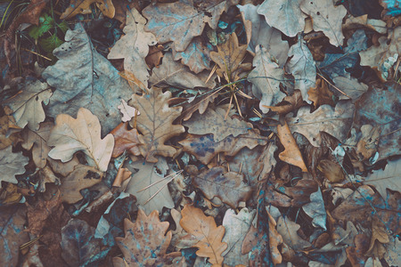 Yellow fallen leaves from oak trees