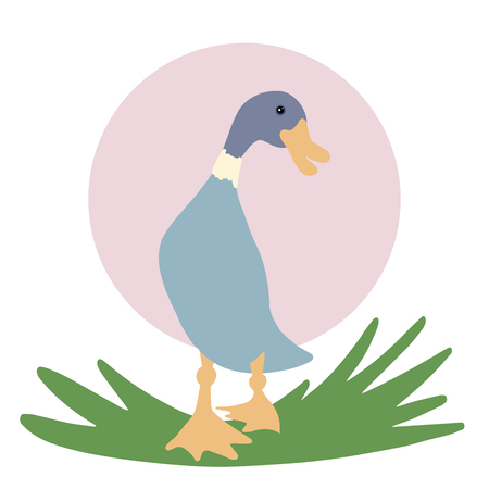 A duck or drake walks through green grass, a farm animal, a poultry.のイラスト素材