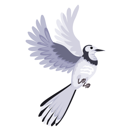 Gray bird in flight. Wagtail flies and flaps its wingsのイラスト素材