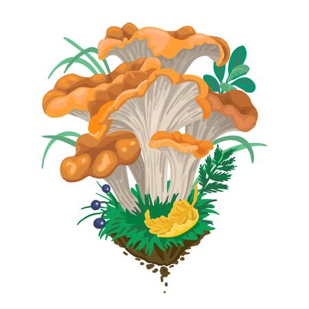 Mycelium, red mushrooms. Fall fruits. On white background. Vector flat illustrationのイラスト素材