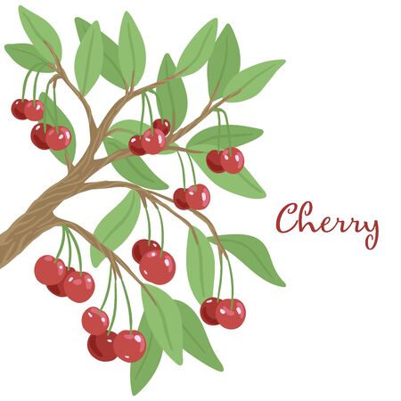 Branch of wild cherry with berries. Fruit tree. Vector illustration
