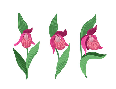 Ladys-slipper, Cypripedium, Rare plant, blooming wild flower, forest plant, vector flat drawingのイラスト素材