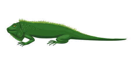 Iguana, green lizard. The animal lies, disdainful eyes, a lazy beast. Fun character illustration, green sleeping iguana. Vector drawing.のイラスト素材
