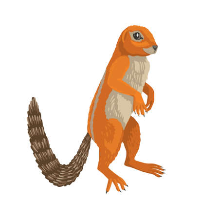 Xerus inauris, ground squirrel, African animal. Cute childrens illustration, ginger animal. Vector character on white background, isolated object.のイラスト素材