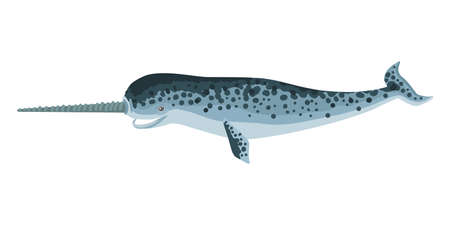 Narwhal, a large fish with a horn, an arctic cetacean. Monodon monoceros. Vector drawing isolated on white background.のイラスト素材