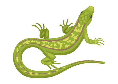 Lizard, a green small reptile, a species of common lizard. Vector animal on white background, cartoon illustrationのイラスト素材