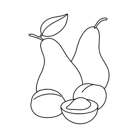 Pears and apricots. Harvest fruits. Vector black and white drawing. Childrens coloring, objects for drawingのイラスト素材
