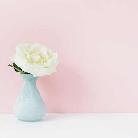 White rose in blue vase in front of pale pastel pink background. Styled minimalistic still lifeの写真素材