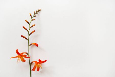 Minimal flat lay of montbretia flower on a white background. Place for your design, text, etc.の写真素材