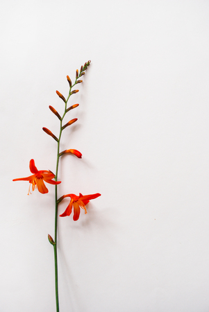 Minimal flat lay of crocosmia flower on a white background. Place for your design, text, etc.の写真素材