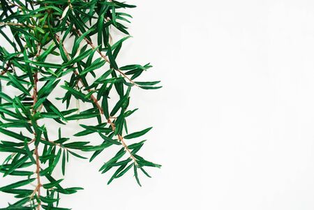 Sea buckthorn branch on a white background. Minimal floral composition witn copy space