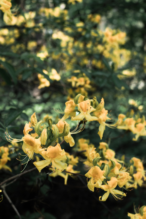 Yellow rhododendron flowersの写真素材