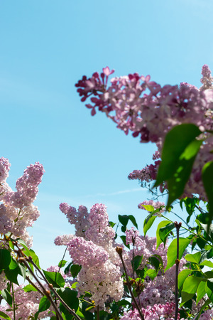 Branch of blooming lilacの写真素材