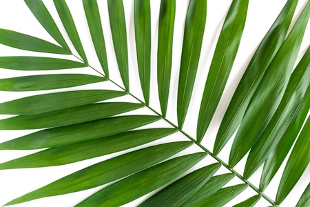 Tropical green leaf on a white background
