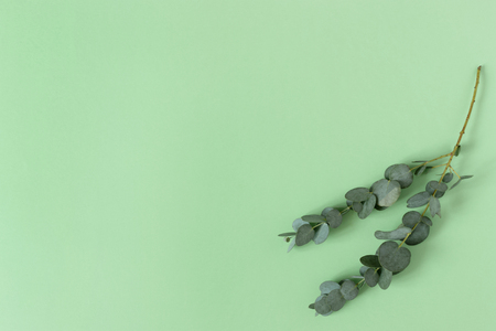 Eucalyptus branch on a green pastel backgroundの写真素材