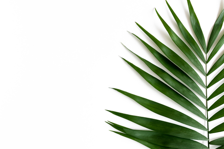 Border frame made of green leaves on a pale white backgroundの写真素材