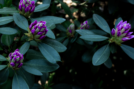 Violet rhododendron flowersの写真素材
