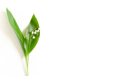 Lily of the valley on a white backgroundの写真素材