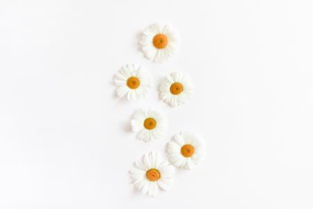 Chamomile flowers on a white backgroundの写真素材