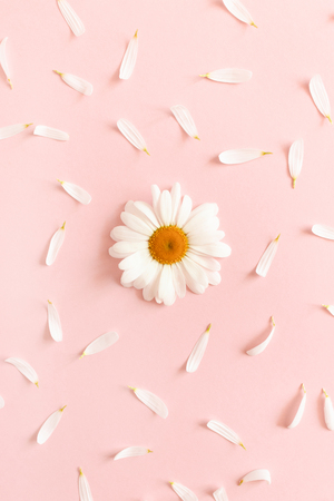 White chamomile on a pink pastel background. Pattern made of chamomile petalsの写真素材