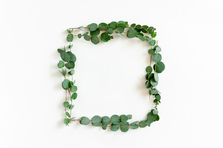 Border frame made of eucalyptus branches on a white backgroundの写真素材