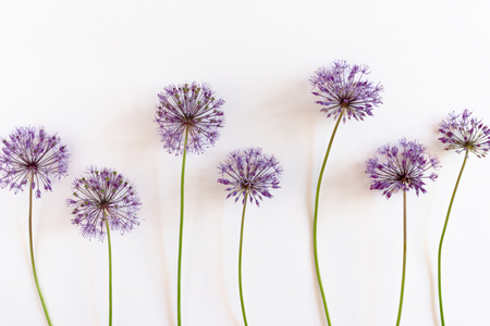 Purple wildflowers on a white backgroundの写真素材
