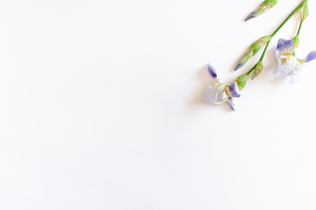 Iris flower on a white background with copy space