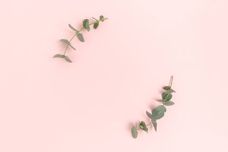 Round frame made of eucalyptus branches. Green leaves composition with place for text on a pink pastel background.の写真素材