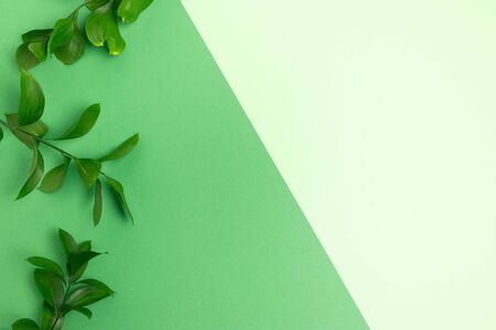 Border frame made of ruscus branches on green pastel background.