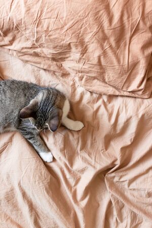 Cat laying in bed on brown linenの写真素材