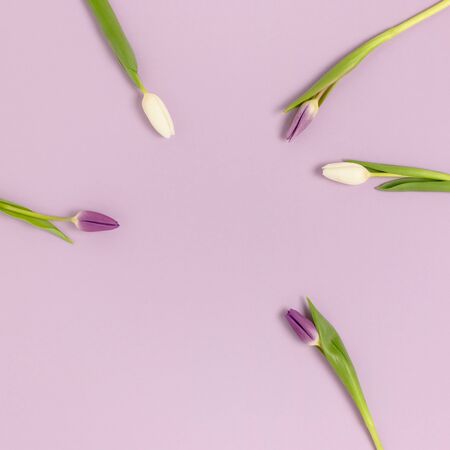Frame made of tulip flowers on a purple background. Monochrome festive concept with copy space.の写真素材