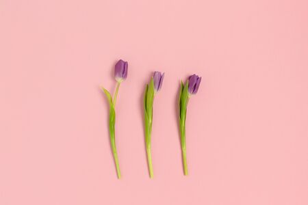 Flat lay of tulip flowers on a pink pastel background. Spring concept.の写真素材