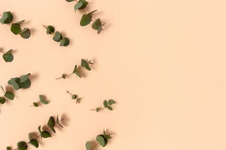 Frame made of eucalyptus branches on a beige background. Floral concept with copy space.の写真素材