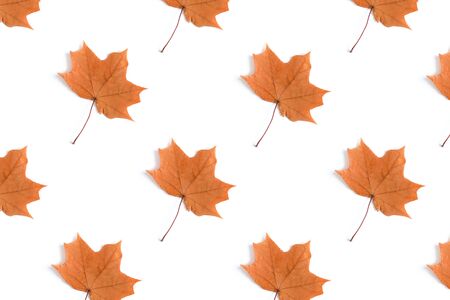 Maple leaves creative pattern on a white background. Autumn composition.の写真素材