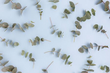 Pattern made of eucalyptus branches. Green leaves concept on a blue pastel background.の写真素材