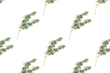 Pattern made of eucalyptus branches on a white background. Summer layout.の写真素材