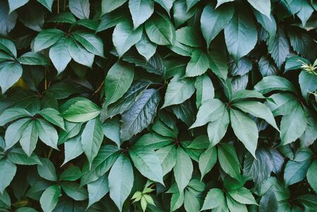 Green leaves pattern. Nature texture background close upの写真素材