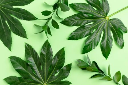 Aralia leaves and ruscus branches on green pastel backgroundの写真素材