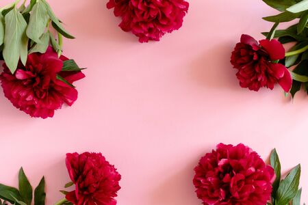 Wreath made of red peonies on a pink pastel backgroundの写真素材