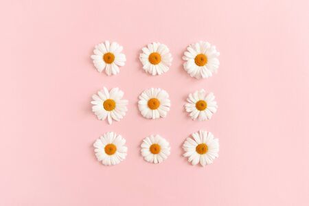 White chamomile flowers on a pink pastel backgroundの写真素材