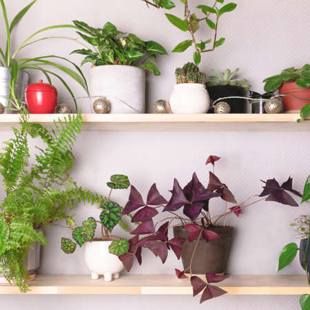 Wooden shelves with various houseplants. Home garden concept.の写真素材