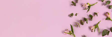 Banner with frame made of eucalyptus, alstroemeria flowers on a purple pastel background. Floral concept with place for your design.の写真素材