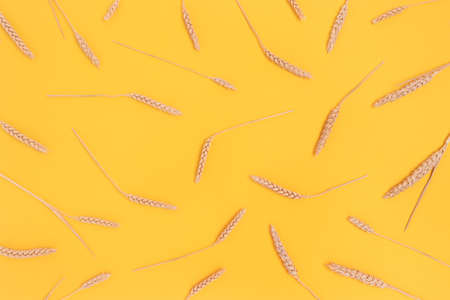 Pattern made of wheat spikelets on a yellow background. Creative composition with dried plants.の写真素材